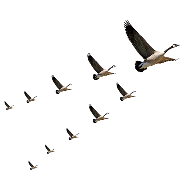 Клин журавлей снизу