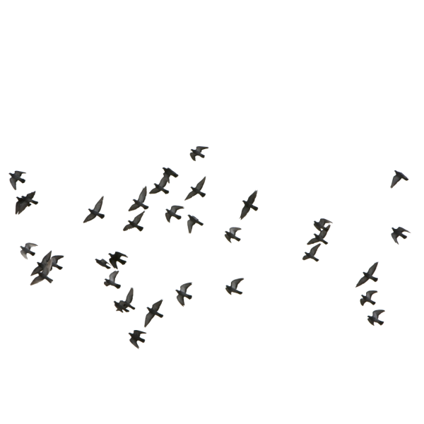 Птицы для фотошопа