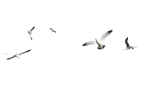 Летящие птицы на прозрачном фоне