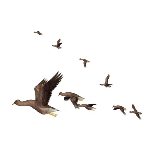 Птицы улетают на прозрачном фоне