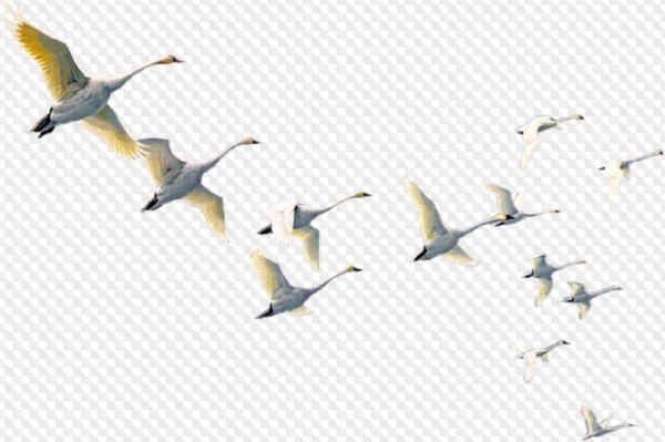 Птицы улетают на белом фоне
