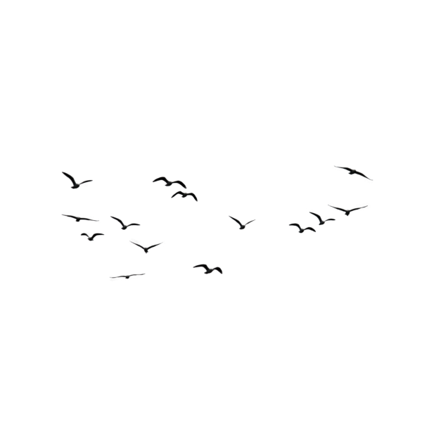 Птицы улетают на прозрачном фоне