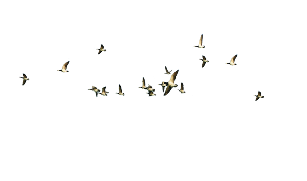 Летающие птицы на прозрачном фоне