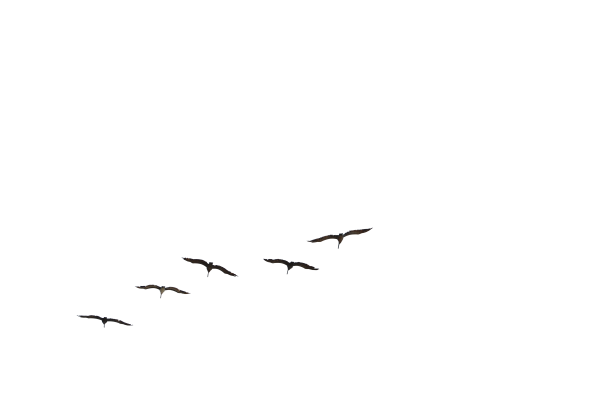 Птицы в небе на белом фоне