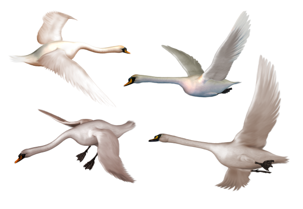 Гуси лебеди на прозрачном фоне