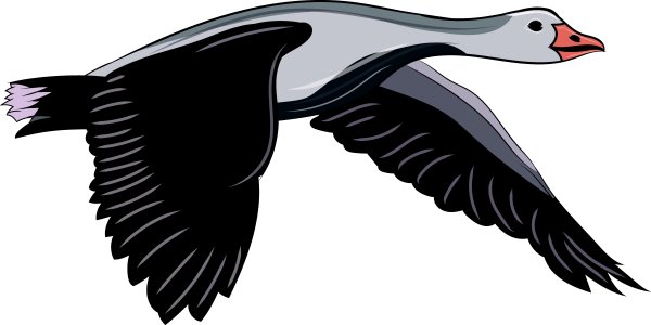 Птицы в полете для детей