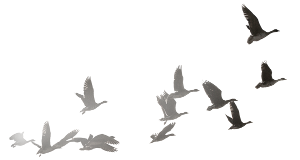 Летящие птицы на прозрачном фоне