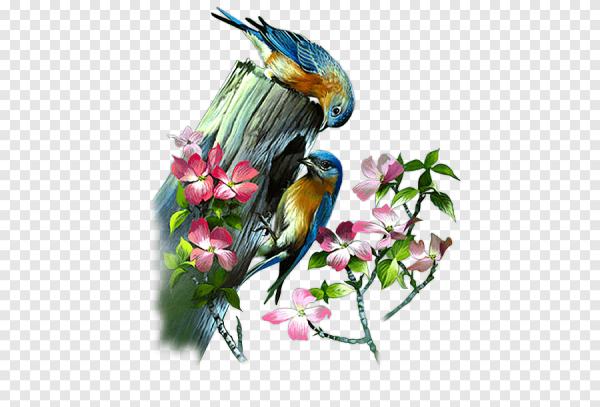 Красивые птицы на прозрачном фоне