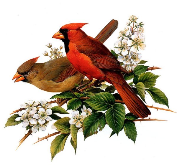 Роджер Тори Петерсон картины