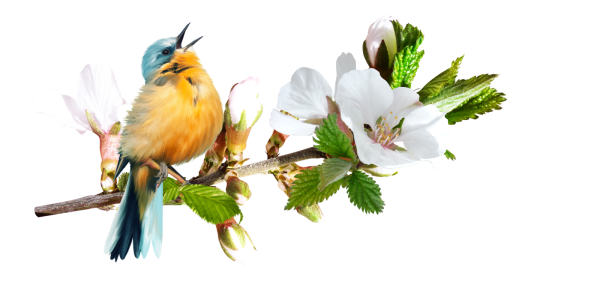 Птички весной на прозрачном фоне