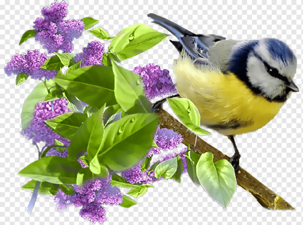 Птички на прозрачном фоне
