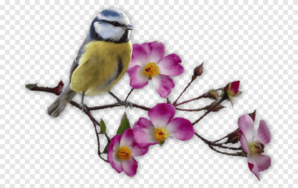 Птица на ветке на прозрачном фоне