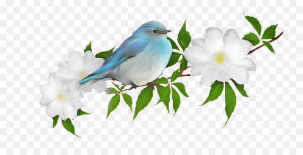 Весенние птицы на белом фоне