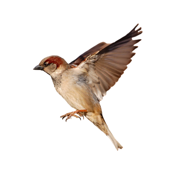 Воробей летит