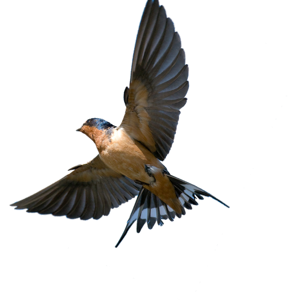 Птица на белом фоне