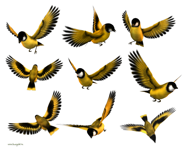 Птица в полете