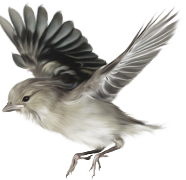 Птичка на белом фоне