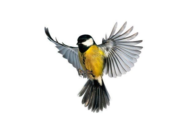 Птица в полете на белом фоне