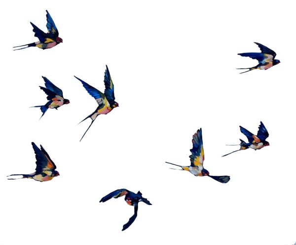 Птицы летают