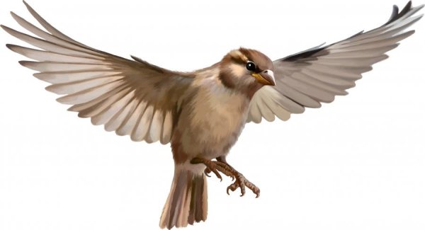 Воробьи в полете для детей