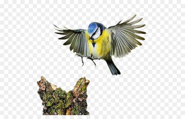 Синичка на прозрачном фоне