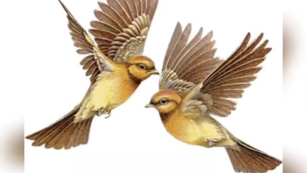 Птички на прозрачном фоне