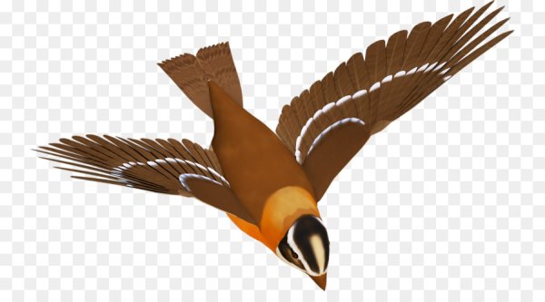 Птицы в полёте на прозрачном фоне