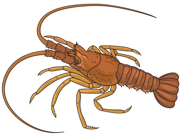 Рачки на белом фоне