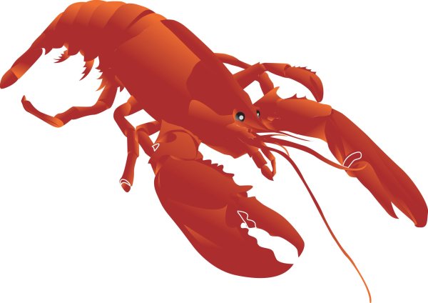 Ракообразные на белом фоне