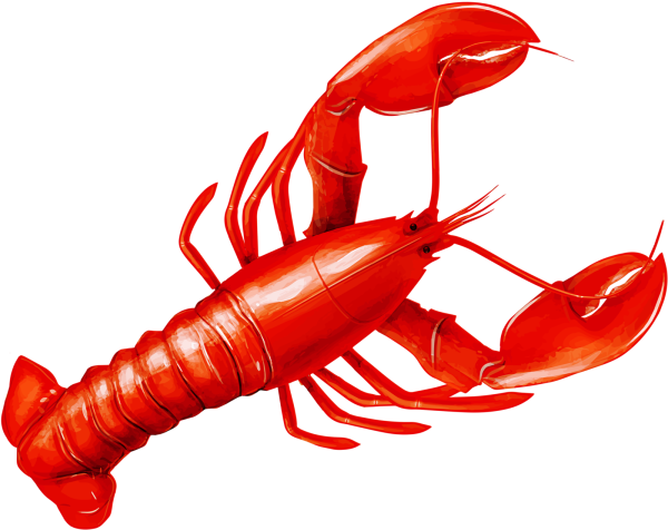 Омар на белом фоне