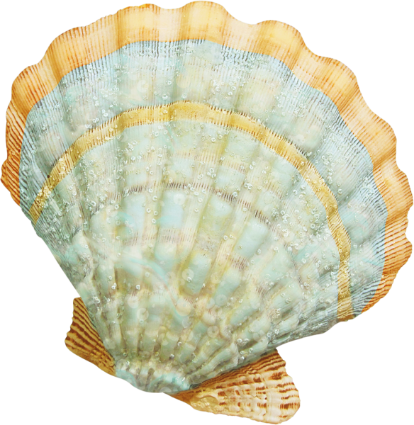 Ребенок с раковиной морской