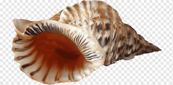 Морская Ракушка на белом фоне