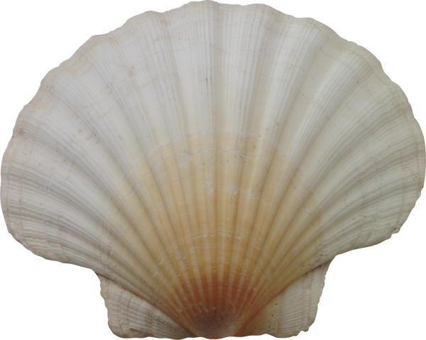 Морской гребешок с жемчужиной