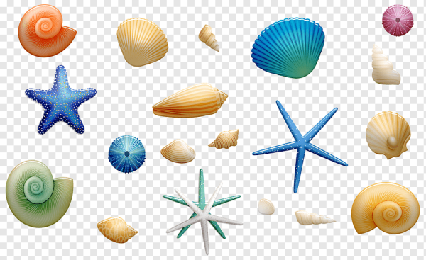 Морские ракушки для детей