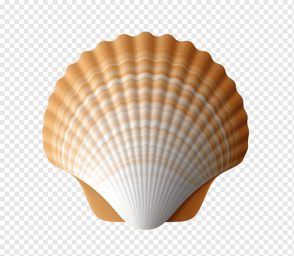 Ракушка сверху