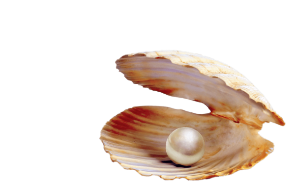 Ракушка с жемчужиной