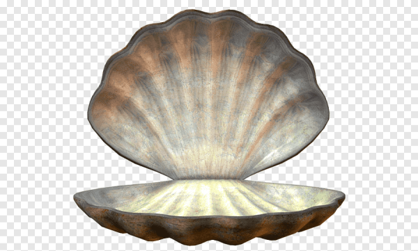 Ракушки на прозрачном фоне