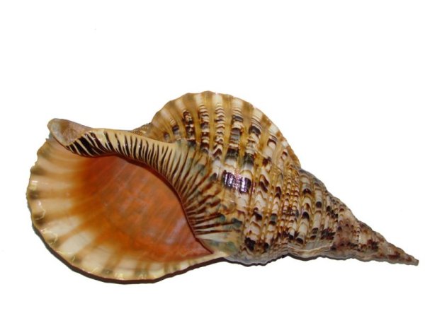 Ракушка для детей