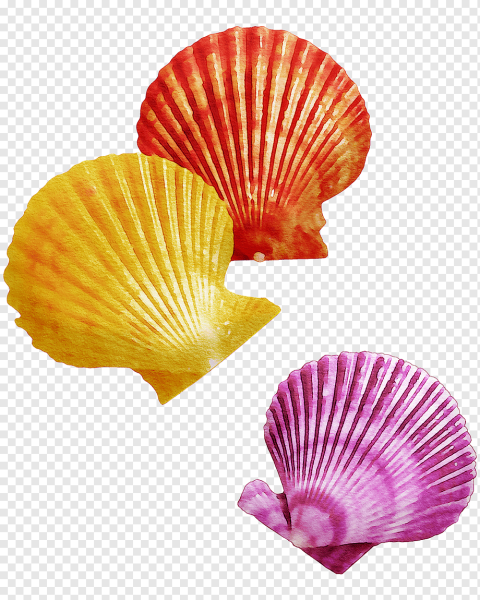 Ракушка без фона