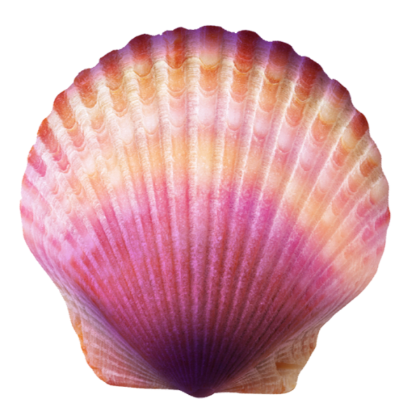 Розовая Ракушка