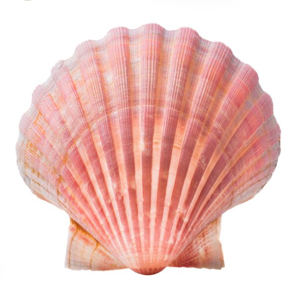 Розовая Ракушка