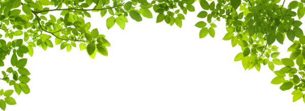 Ветка зелени на белом фоне