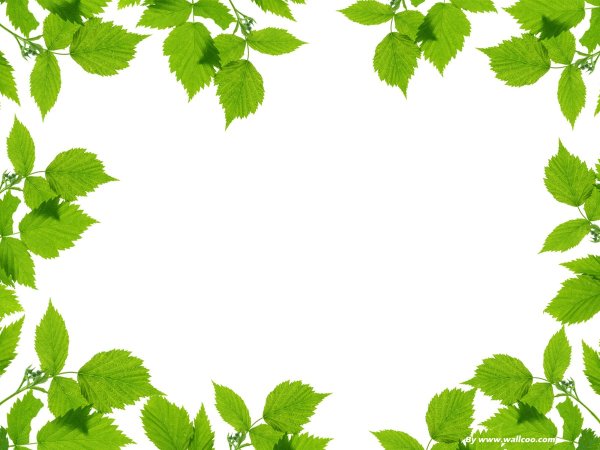 Рамки с изображением березы