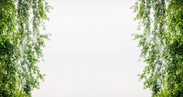 Шаблон для презентации Березка