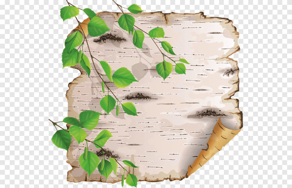 Береста березы