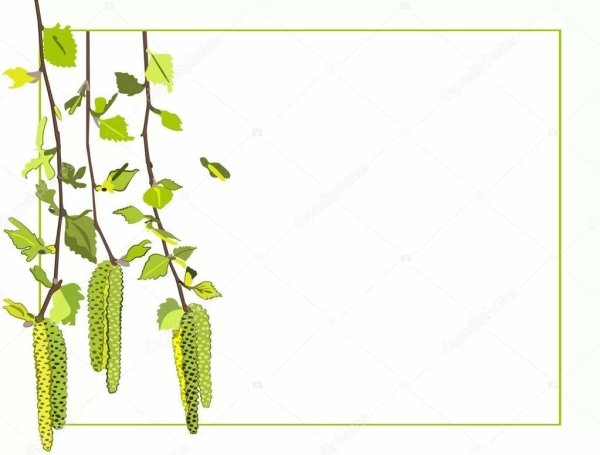 Рамка береза на прозрачном фоне