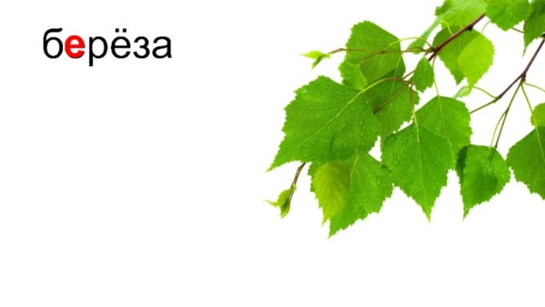 Ветки береза