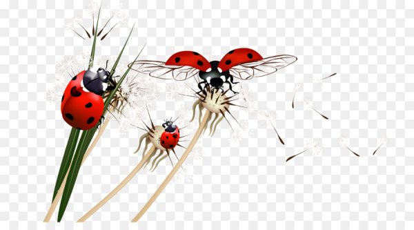 Летающие Божьи коровки на прозрачном фоне