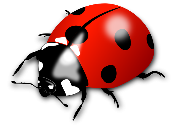 Ladybug Божья коровка