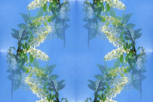 Рамка черемуха